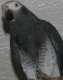 African Grey