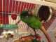 Conure