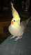 Cockatiel