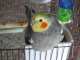 Cockatiel