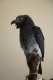 African Grey