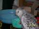 Cockatiel