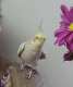 Cockatiel