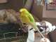 Parakeet