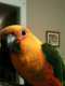 Conure