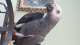African Grey