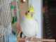 Cockatiel