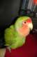 Lovebird