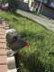 African Grey