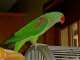 Alexandrine