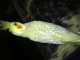 Cockatiel