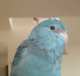 Parrotlet