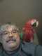 Macaw