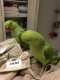 Indian Ringneck Parakeet