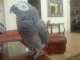 African Grey