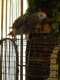 African Grey