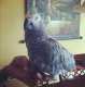 African Grey