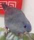 Lineolated Parakeet