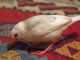 Finch