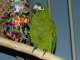 Macaw