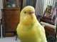 Parakeet