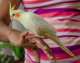 Cockatiel