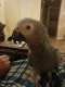 African Grey