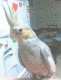 Cockatiel