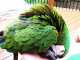 Macaw