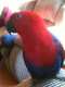 Eclectus