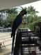 Macaw
