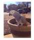 African Grey