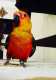 Conure