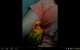 Conure