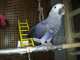 African Grey