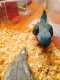 Indian Ringneck Parakeet