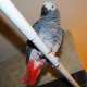 African Grey
