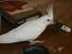 Cockatiel
