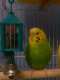 Parakeet