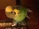 Parakeet