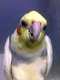 Cockatiel