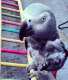 African Grey