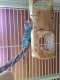 Parakeet