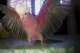 Galah Cockatoo