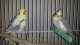 Cockatiel
