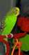 Parakeet