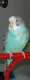 Parakeet