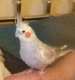 Cockatiel