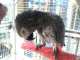African Grey
