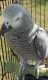 African Grey